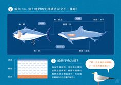 an image of two sharks and one seagull with caption in chinese language