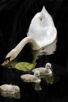 a mother swan and her two babies swimming in the water with their reflection on the water