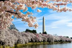 the washington monument and cherry blossom trees are in bloom along the tidal river, near the national mall