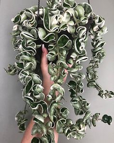 Variegated Hoya Hindu Rope plant has long stems of thick, twisted, curly, cupped green and white leaves. Vase Inspiration, Hoya Compacta, Hindu Rope Plant, Plant Goals, Plant Care Houseplant, Unusual Plants, Plant Aesthetic, House Plants Decor, Room With Plants