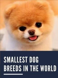 small dog breeds in the world