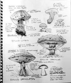 a notebook with some drawings on it and mushrooms in the pages, all drawn by hand