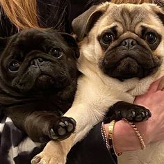 two pug dogs are being held by a woman's arm as she holds them in her lap