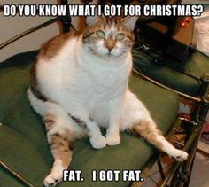 a cat sitting on top of a green chair next to a christmas tree with the caption do you know what i got for christmas?