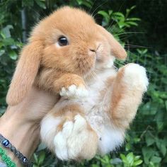 a person holding a brown and white bunny in their hand with green plants behind it