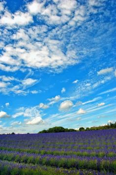 the sky is full of clouds and purple flowers in this field with trees on either side