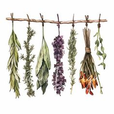 an assortment of herbs hanging from a wooden stick with watercolor paint and ink on paper