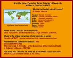 an orange and red poster with the words scientific name, population range, enhanced species & number of cheetahs in world