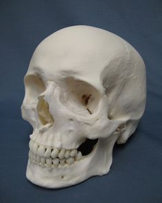 a white human skull on a blue background