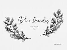 pine branches with the words pine branches hand drawn