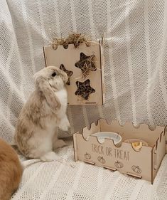 a rabbit sitting on top of a couch next to a box with treats in it