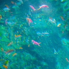 an aquarium filled with lots of different colored fish