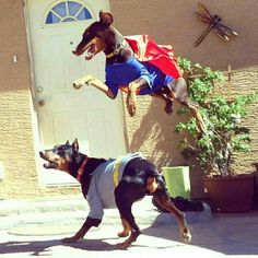 two dogs jumping up and down in the air with one dog wearing a cape on his head