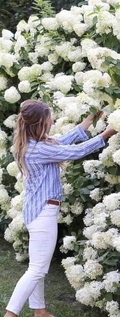 a woman in white pants and striped shirt picking flowers from a bush with her hands