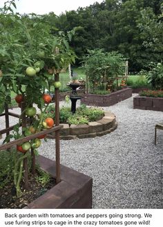 an outdoor garden with lots of plants and fruit