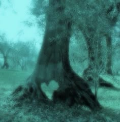 an old tree in the middle of a field