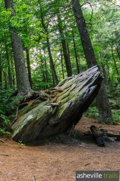 a large tree stump in the middle of a forest