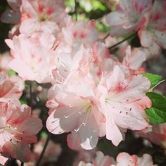 pink flowers blooming in the sun on a sunny day