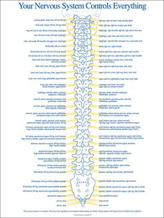 Spinal Nerve, Spine Health, Nursing Tips, The Nervous System, Nursing Study, Nursing Notes, Medical Knowledge, Medical Technology, Nclex