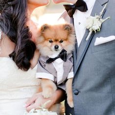 a bride and groom kissing their pomeranian dog