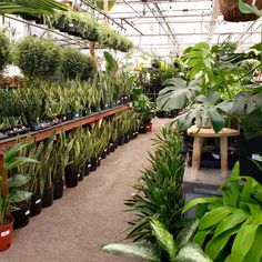 many potted plants are lined up in the greenhouse