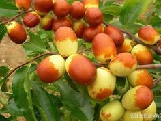 PRICES MAY VARY. 2 yr old, 2 ft Jujube living plant Date Seeds, Jujube Tree, Golden Line, Garden Living, Planting Seeds, Lawn Care, Live Plants, Lawn Garden, Patio Garden