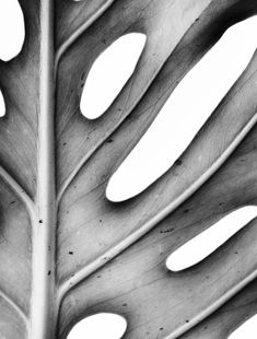 black and white photograph of a large leaf