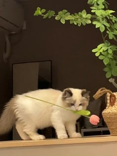 a white and black cat on top of a shelf next to a potted plant