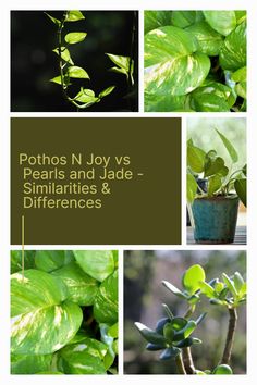 some green plants are shown with the words pothos n joys pearls and jade similaritieses