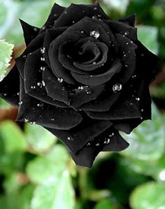 a black rose with drops of water on it