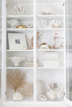 a white shelf filled with lots of different types of sea shells and seashells