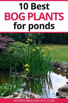 the top 10 best bog plants for pondes and water gardens in canada, with text overlay that reads'10 best bog plants for pondes '