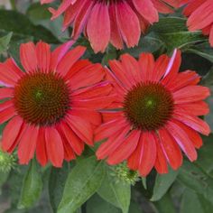 three red flowers with green leaves in the background