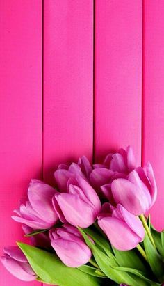 pink tulips against a bright pink wall with green leaves in the center and bottom