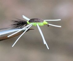 a green and black insect with white tips