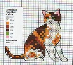 an orange and white cat sitting in front of a cross stitch chart with the words american shorthair calico on it