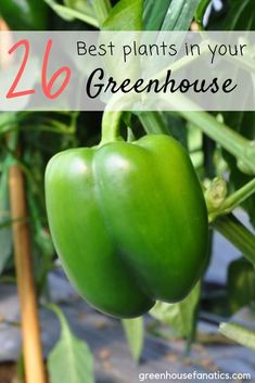 green peppers growing on the plant with text overlay that reads, best plants in your greenhouse