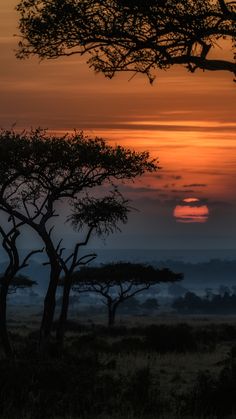 the sun is setting behind some trees in the savannah, with an elephant walking by