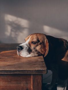 a dog resting his head on a table