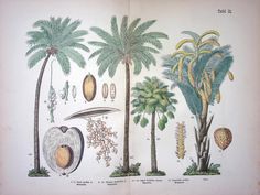 an old book with different types of plants and animals on it's pages, including palm trees