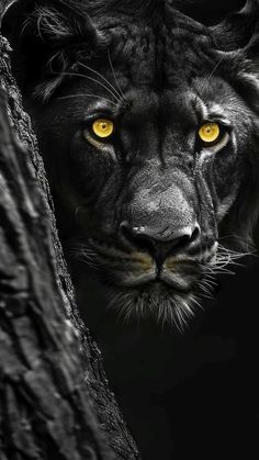 a black and white photo of a tiger's face with yellow eyes looking out from behind a tree