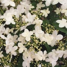 white flowers with green leaves in the background