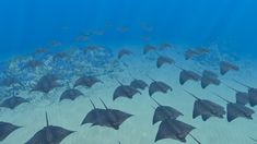 a group of stingfish swimming in the ocean