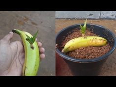 two pictures side by side one has a plant and the other has a banana in it