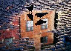 two birds standing on top of a table next to bottles and glasses with liquid in them