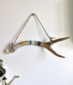 an antler hanging on the wall next to a potted plant