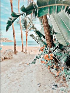 palm trees and flowers on the beach near the ocean