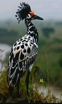 a black and white bird standing on top of a lush green field