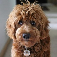 a brown dog sitting on top of a white floor