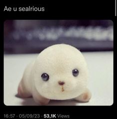 a stuffed seal bear is sitting on the floor